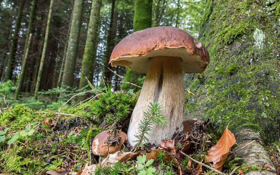 野生食用菌 牛肝菌2