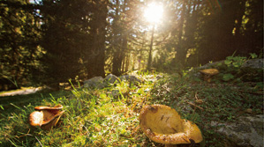 大连经济技术开发区林梅食品有限公司